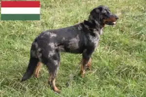 Scopri di più sull'articolo Allevatori di Beauceron e cuccioli in Ungheria