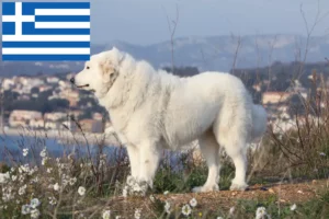 Scopri di più sull'articolo Allevatori di cani da montagna dei Pirenei e cuccioli in Grecia