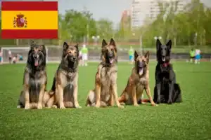 Scopri di più sull'articolo Allevatori di cani da pastore belga e cuccioli in Spagna