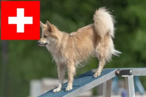 Scopri di più sull'articolo Allevatori di cani islandesi e cuccioli in Svizzera