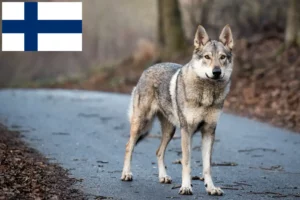 Scopri di più sull'articolo Allevatore di cani lupo cecoslovacchi e cuccioli in Finlandia