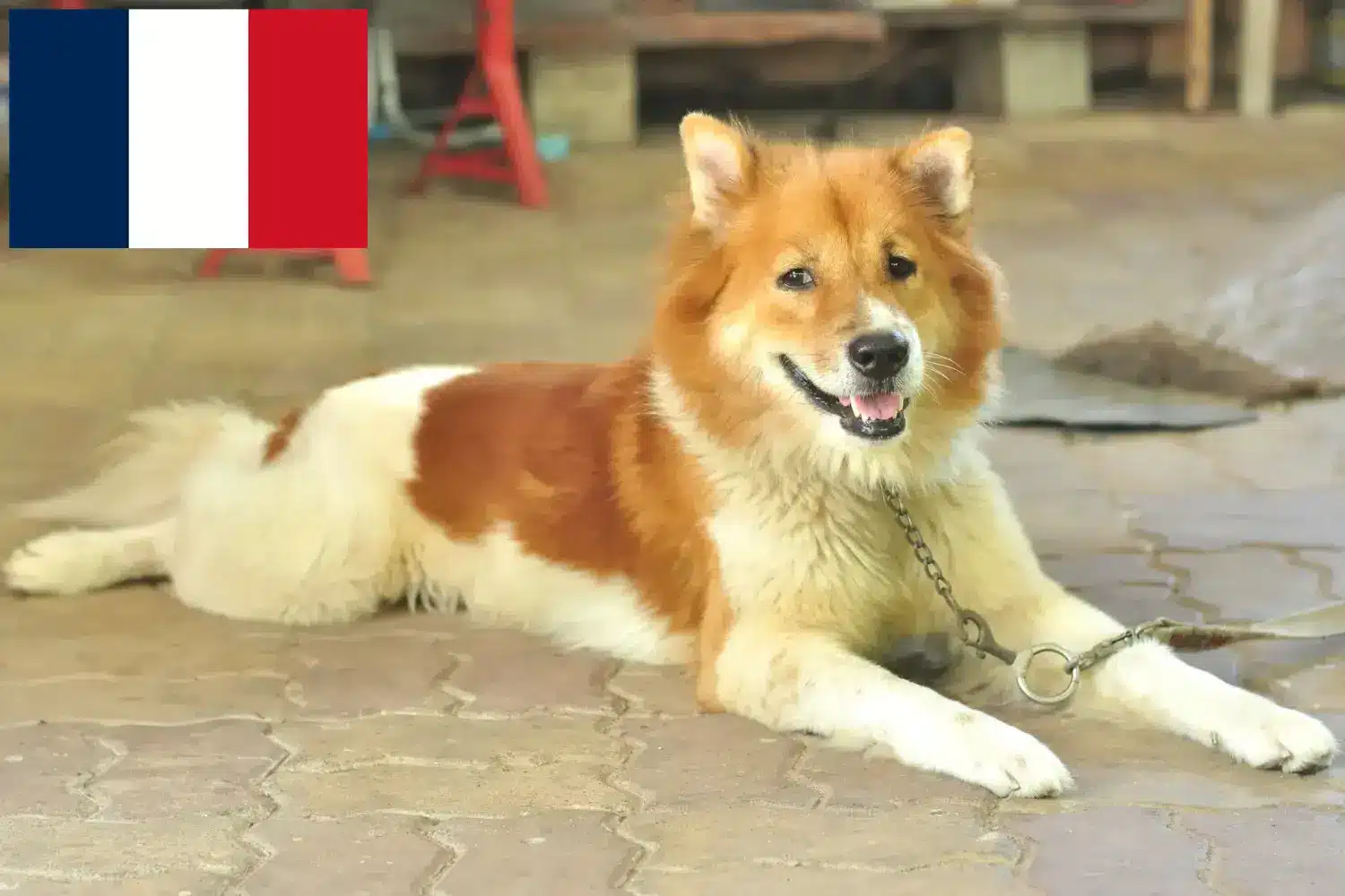 Scopri di più sull'articolo Allevatori di cani Thai Bangkaew e cuccioli in Francia