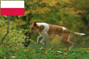 Scopri di più sull'articolo Allevatori di Collie e cuccioli in Polonia