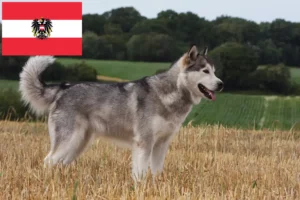 Scopri di più sull'articolo Allevatori di Alaskan Malamute e cuccioli in Austria