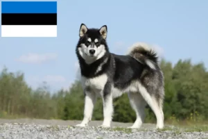 Scopri di più sull'articolo Allevatori di Alaskan Malamute e cuccioli in Estonia