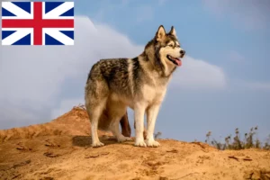 Scopri di più sull'articolo Allevatori di Alaskan Malamute e cuccioli in Gran Bretagna