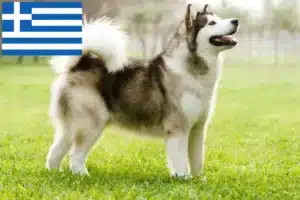 Scopri di più sull'articolo Allevatori di Alaskan Malamute e cuccioli in Grecia