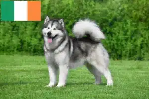 Scopri di più sull'articolo Allevatori di Alaskan Malamute e cuccioli in Irlanda