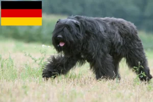 Scopri di più sull'articolo Allevatori di Bouvier des Flandres e cuccioli in Germania