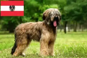 Scopri di più sull'articolo Allevatori e cuccioli di Briard in Austria