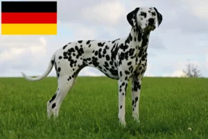 Scopri di più sull'articolo Allevatori e cuccioli di Dalmata in Germania