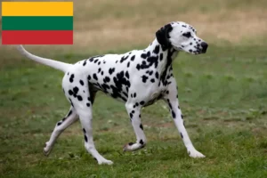 Scopri di più sull'articolo Allevatori di Dalmata e cuccioli in Lituania