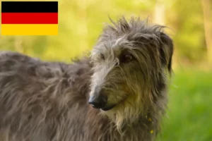 Scopri di più sull'articolo Allevatori di Deerhound e cuccioli in Germania