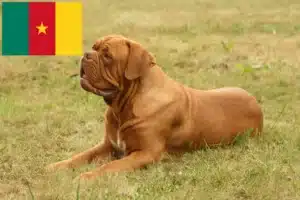 Scopri di più sull'articolo Allevatori di Dogue de Bordeaux e cuccioli in Camerun