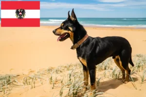 Scopri di più sull'articolo Allevatori di Kelpie Australiani e cuccioli in Austria