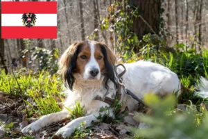 Scopri di più sull'articolo Allevatori di Kooikerhondje olandese e cuccioli in Austria