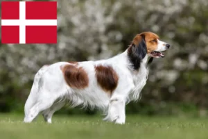 Scopri di più sull'articolo Allevatori di Kooikerhondje olandesi e cuccioli in Danimarca