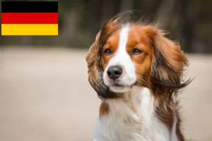 Scopri di più sull'articolo Allevatori di Kooikerhondje olandese e cuccioli in Germania