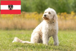 Scopri di più sull'articolo Allevatori di Labradoodle e cuccioli in Austria