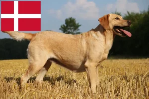 Scopri di più sull'articolo Allevatori di Labrador e cuccioli in Danimarca