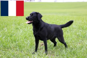 Scopri di più sull'articolo Allevatori di Labrador e cuccioli in Francia