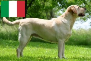 Scopri di più sull'articolo Allevatori di Labrador e cuccioli in Italia