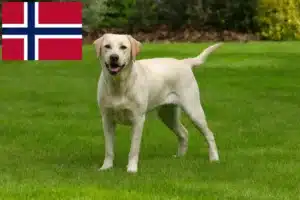 Scopri di più sull'articolo Allevatori di Labrador e cuccioli in Norvegia