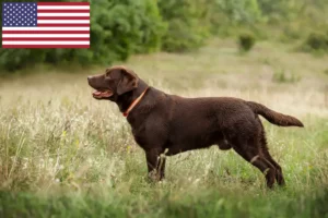 Scopri di più sull'articolo Allevatori di Labrador e cuccioli in USA