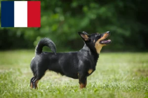 Scopri di più sull'articolo Allevatori e cuccioli di Lancashire Heeler in Francia