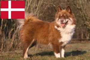 Scopri di più sull'articolo Allevatori e cuccioli di Lapphund finlandese in Danimarca