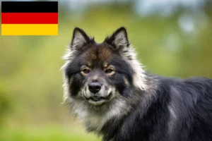 Scopri di più sull'articolo Allevatori di Lapphund finlandese e cuccioli in Germania