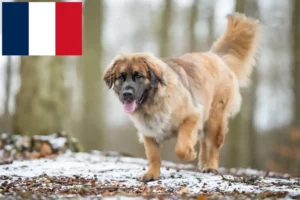 Scopri di più sull'articolo Allevatori e cuccioli di Leonberger in Francia