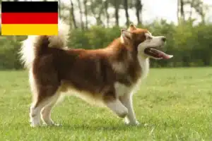 Scopri di più sull'articolo Allevatori di Alaskan Malamute e cuccioli in Germania