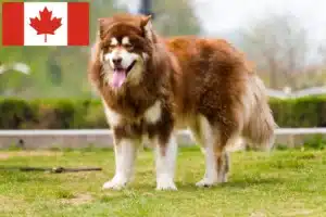 Scopri di più sull'articolo Allevatori di Alaskan Malamute e cuccioli in Canada