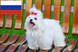 Scopri di più sull'articolo Allevatori e cuccioli di Maltese in Russia