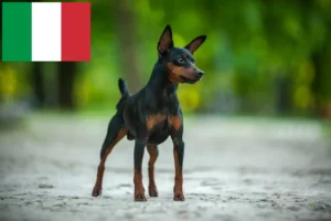 Scopri di più sull'articolo Allevatori di Pinscher in Miniatura e cuccioli in Italia