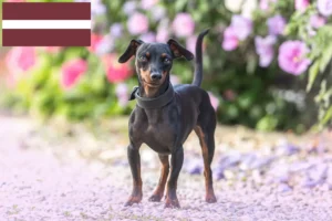 Scopri di più sull'articolo Allevatori di Pinscher in miniatura e cuccioli in Lettonia