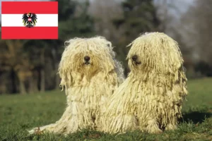 Scopri di più sull'articolo Allevatori di Puli e cuccioli in Austria