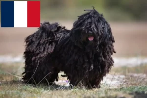 Scopri di più sull'articolo Allevatori e cuccioli di Puli in Francia