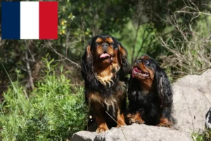 Scopri di più sull'articolo Allevatori di King Charles Spaniel e cuccioli in Francia