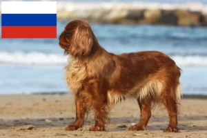 Scopri di più sull'articolo Allevatori di King Charles Spaniel e cuccioli in Russia