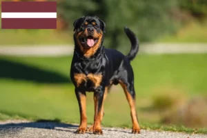 Scopri di più sull'articolo Allevatori di Rottweiler e cuccioli in Lettonia