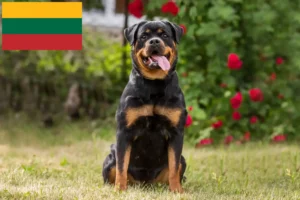 Scopri di più sull'articolo Allevatori di Rottweiler e cuccioli in Lituania