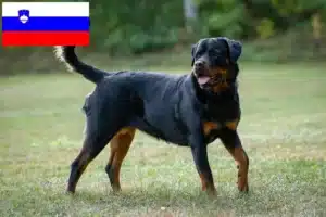 Scopri di più sull'articolo Allevatori di rottweiler e cuccioli in Slovenia