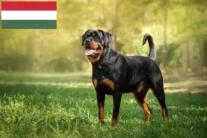 Scopri di più sull'articolo Allevatori di Rottweiler e cuccioli in Ungheria