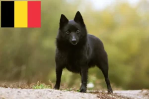 Scopri di più sull'articolo Allevatori di Schipperke e cuccioli in Belgio