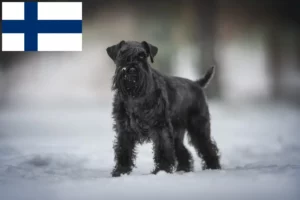 Scopri di più sull'articolo Allevatori di Schnauzer e cuccioli in Finlandia