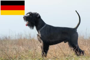 Scopri di più sull'articolo Allevatori di Schnauzer e cuccioli in Germania