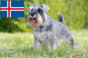 Scopri di più sull'articolo Allevatori di Schnauzer e cuccioli in Islanda