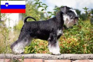 Scopri di più sull'articolo Allevatori di Schnauzer e cuccioli in Slovenia